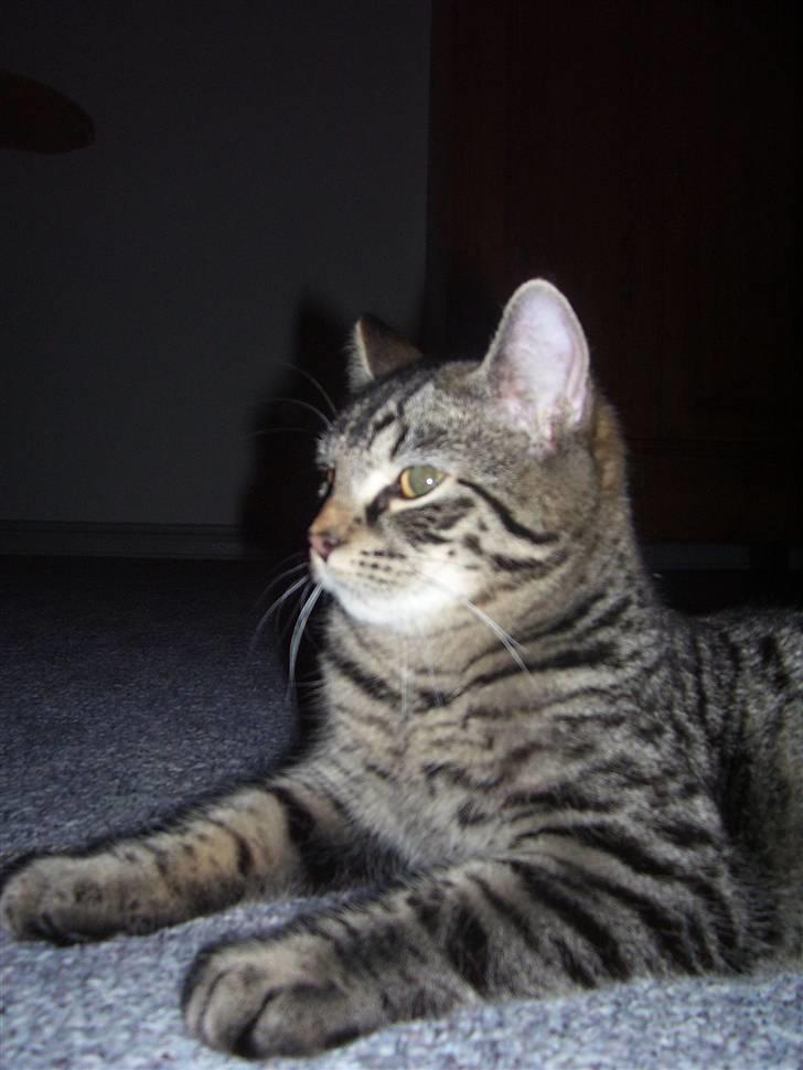 Blanding af racer Tvebakke II billede 14