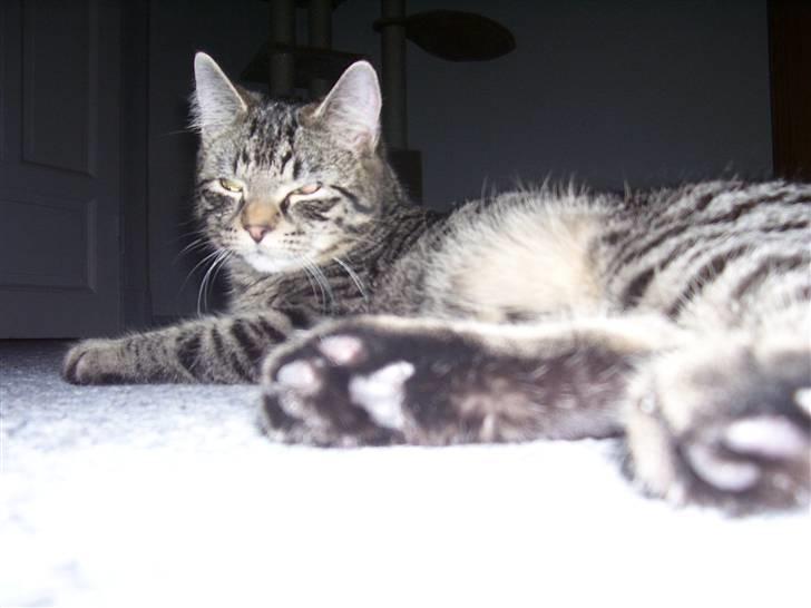 Blanding af racer Tvebakke II billede 15