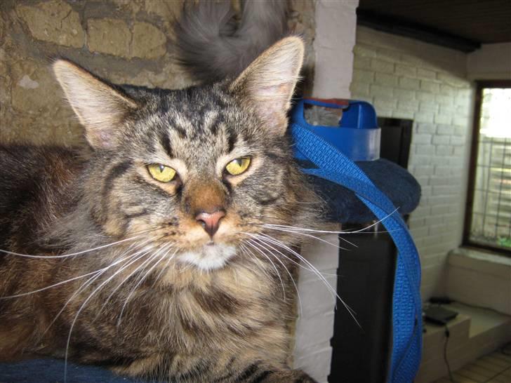 Maine Coon Apollo - du er sku  super dejlig:-) billede 2
