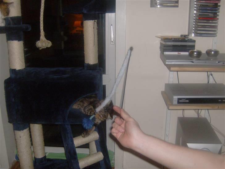 Maine Coon Apollo - Skal vi lege.. billede 3