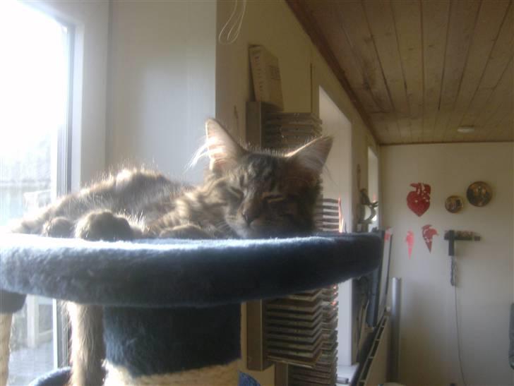 Maine Coon Apollo - Må godt sove billede 4