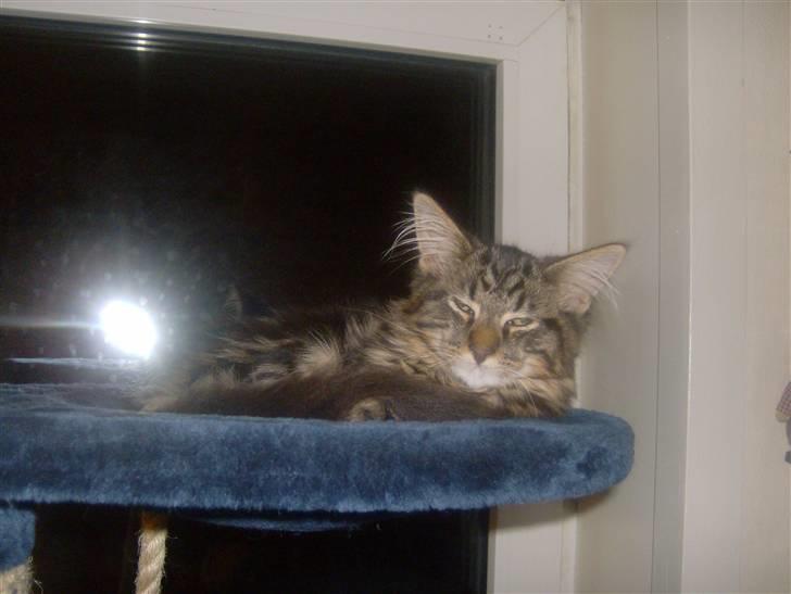 Maine Coon Apollo - slappe lidt af billede 5