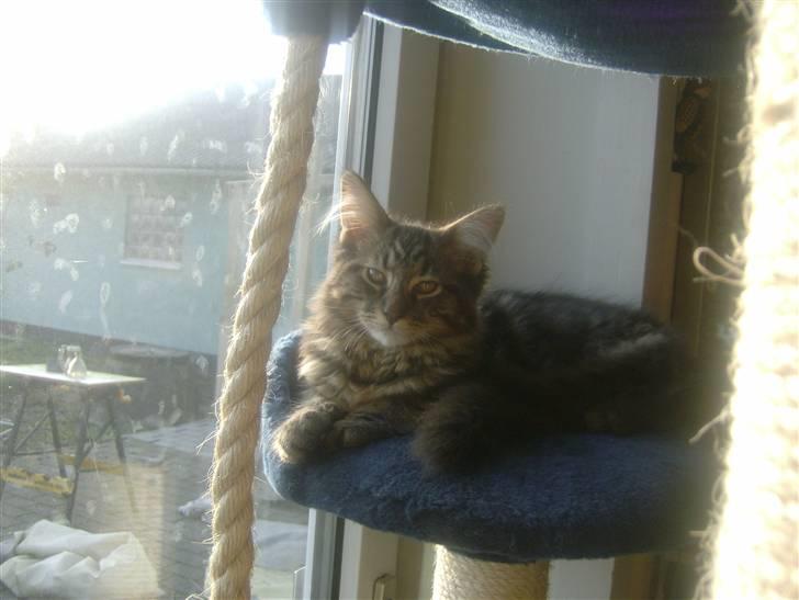 Maine Coon Apollo - Er jeg ikke dejlig:-) billede 6