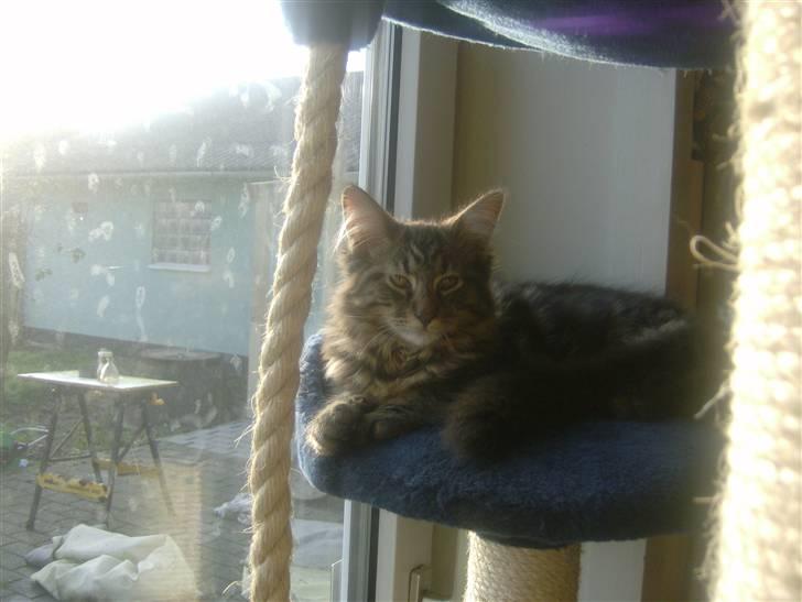 Maine Coon Apollo - ja ja så det også godt:-) billede 7