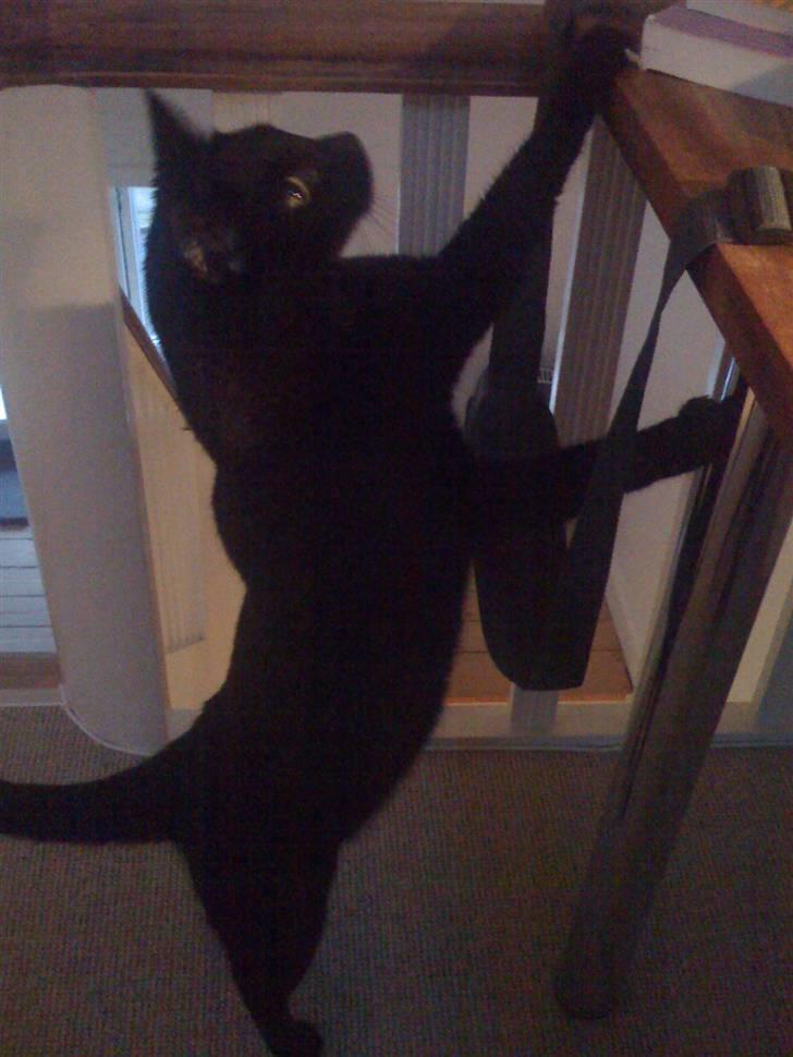 Huskat Zuma - Hvad er der mon oppe på bordet... Hva´ mor? billede 16