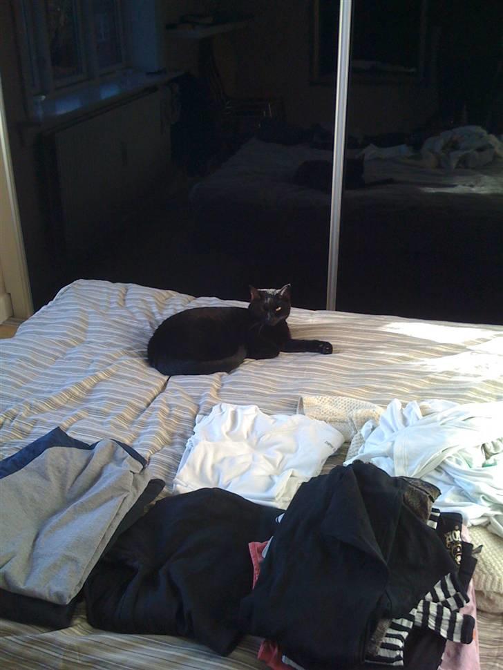 Huskat Zuma - Det er rigtig hårdt at lægge vasketøj på plads...  billede 17