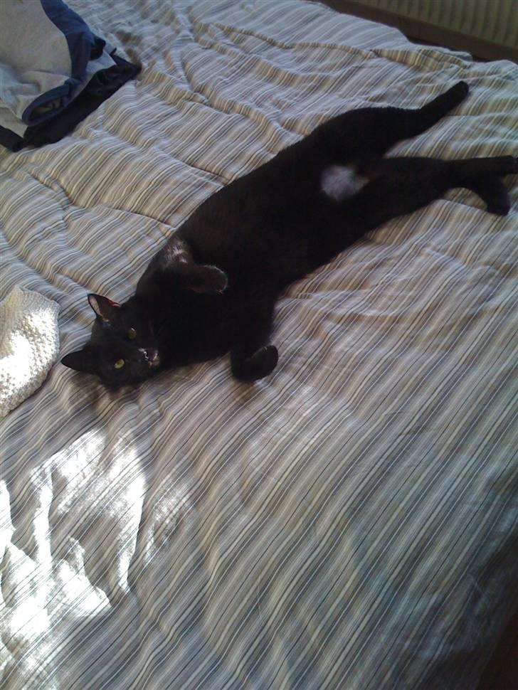 Huskat Zuma - Nus mig mor... Nus mig!! billede 18