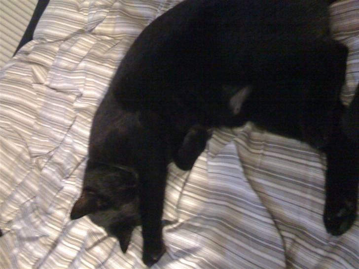 Huskat Zuma - Moar... Jeg sover altså... billede 19