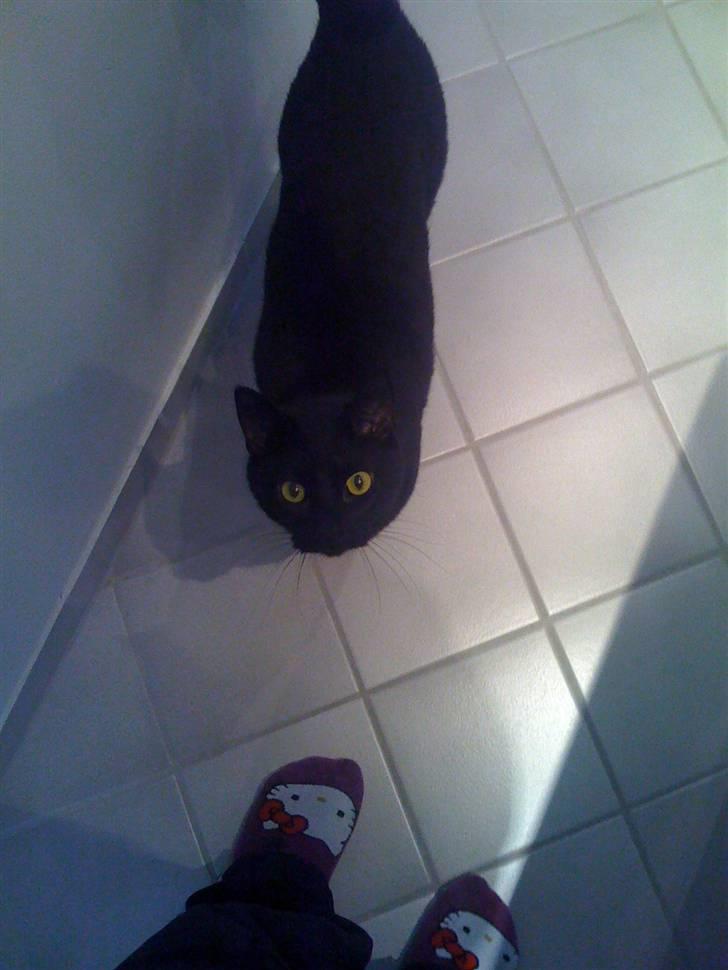 Huskat Zuma - Min mor har katte på sokkerne... De er alle vegne. Men hun synes bedst om mig!! billede 20