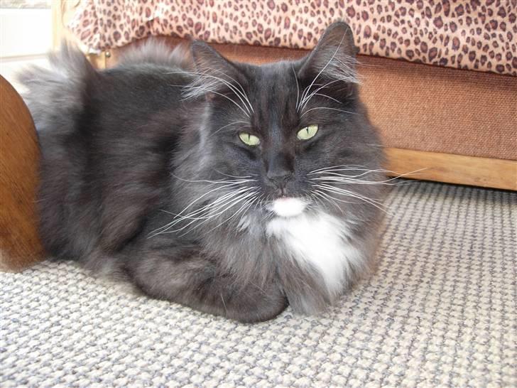 Norsk Skovkat Camissen's Conrad - Conrad 1 år 3 måneder billede 20