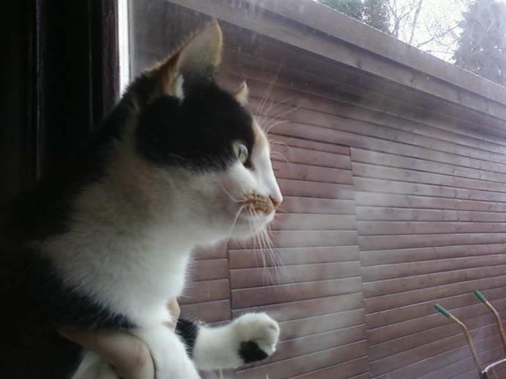 Huskat mamba<3 fundet billede 1