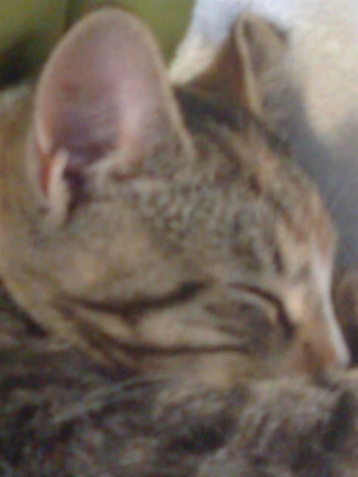 Huskat Viola<3 billede 1