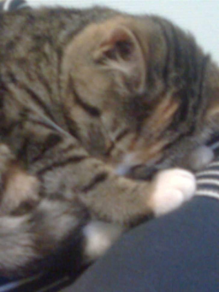 Huskat Viola<3 billede 2