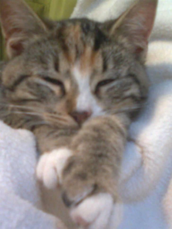 Huskat Viola<3 billede 3