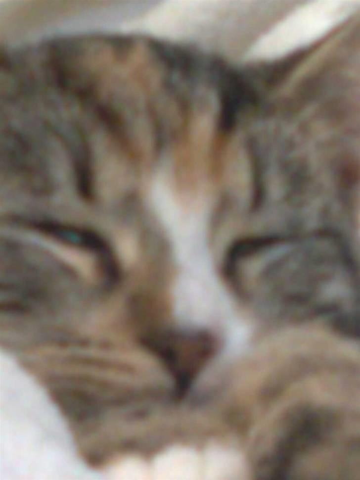 Huskat Viola<3 billede 4