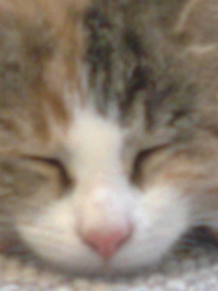 Huskat LIlle-My<333 billede 1