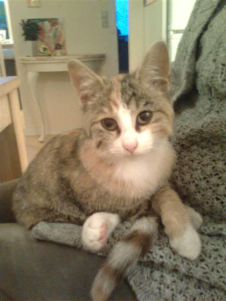 Huskat LIlle-My<333 billede 2