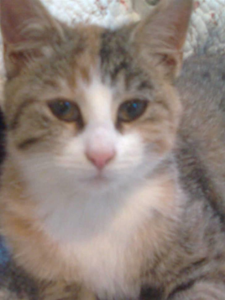 Huskat LIlle-My<333 billede 3