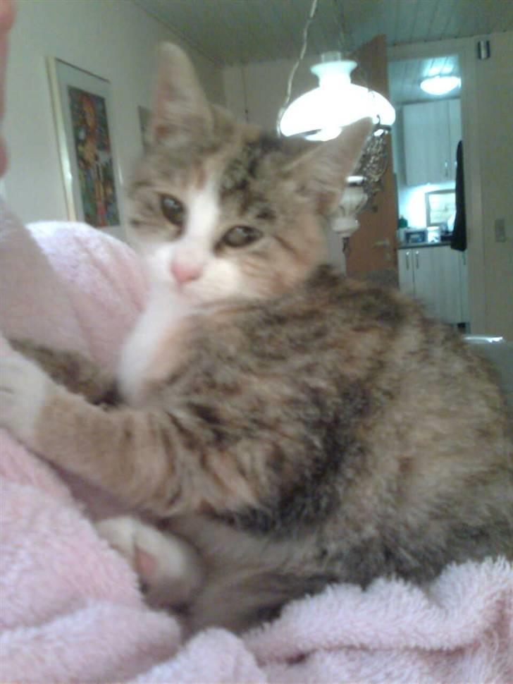 Huskat LIlle-My<333 billede 4