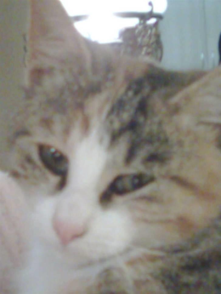 Huskat LIlle-My<333 billede 5