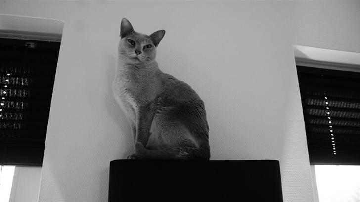 Burmeser Cleopatra - Cleo har været alene hjemme med far.. billede 10