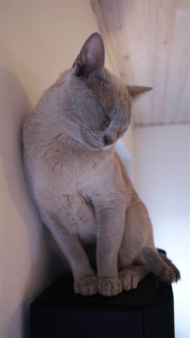 Burmeser Cleopatra - Cleo elsker at hoppe op på vores baghøjtalere billede 11