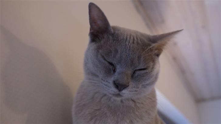 Burmeser Cleopatra billede 12