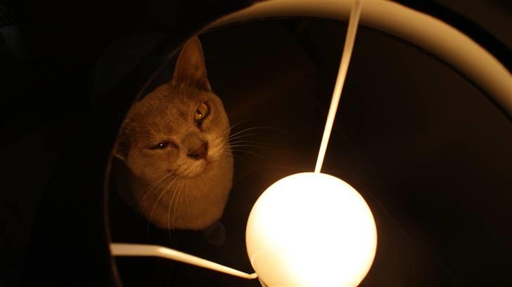 Burmeser Cleopatra billede 13