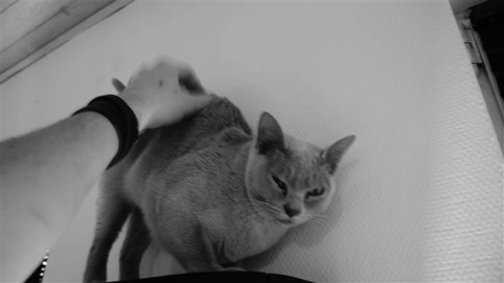 Burmeser Cleopatra billede 14