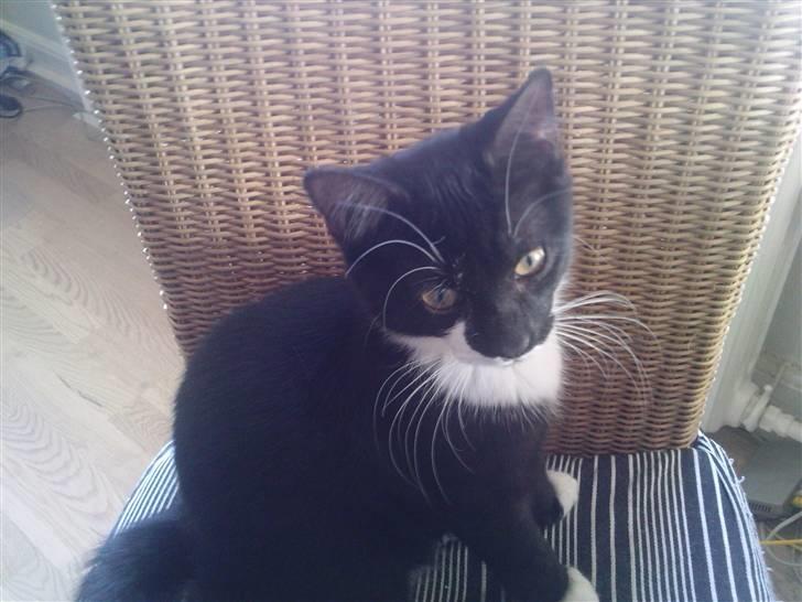 Huskat Max (Nyt hjem) billede 1