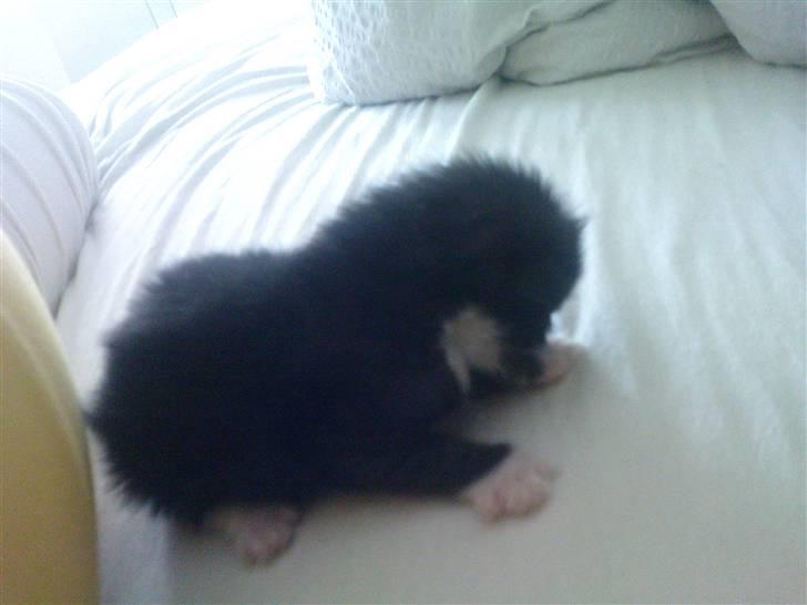 Huskat Max (Nyt hjem) billede 2