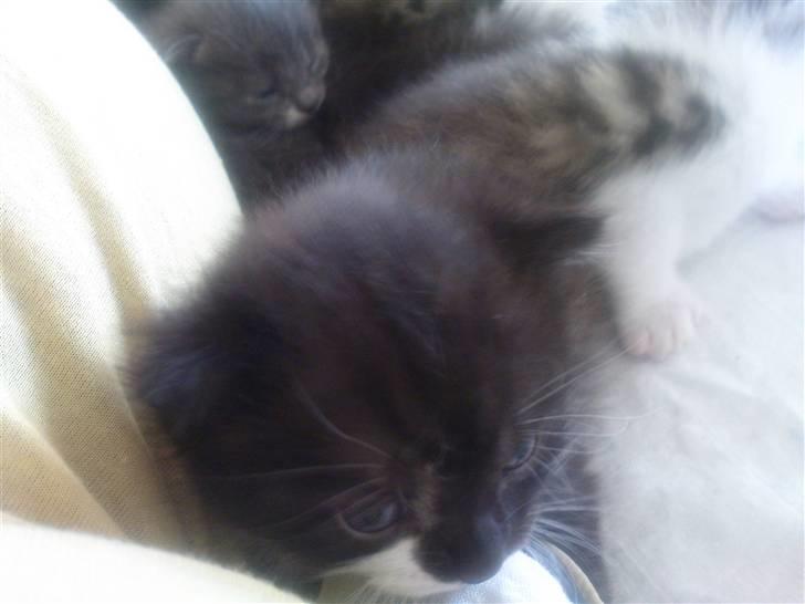 Huskat Max (Nyt hjem) billede 3