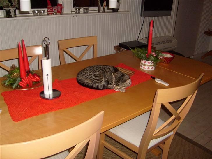 Blanding af racer ((( Bellis ))) - (Belle)  - Et rigtig julebord er med Bellis... billede 9