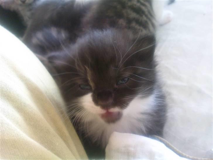 Huskat Max (Nyt hjem) billede 4