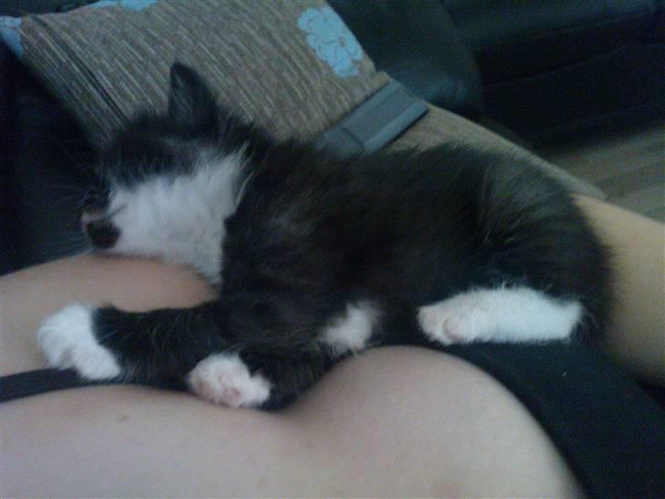 Huskat Max (Nyt hjem) billede 5