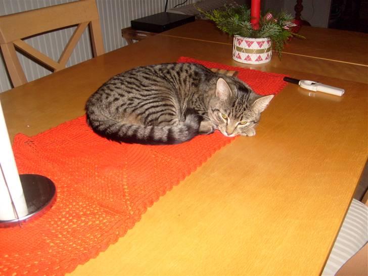 Blanding af racer ((( Bellis ))) - (Belle)  billede 10