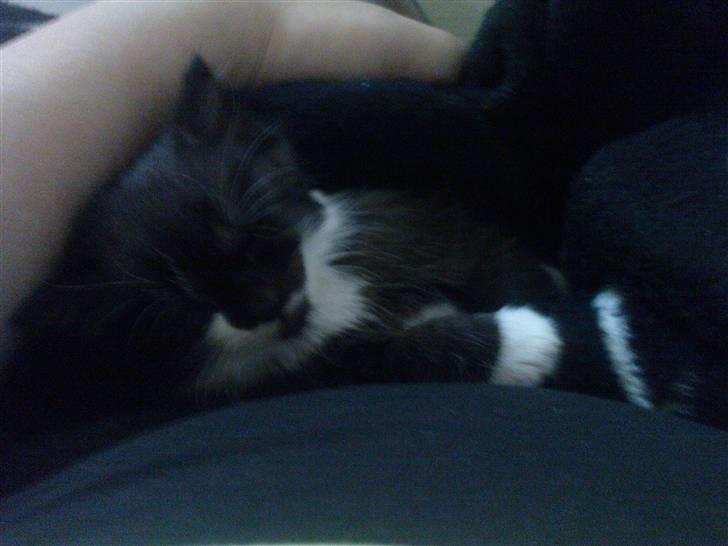 Huskat Max (Nyt hjem) billede 6