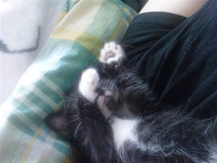 Huskat Max (Nyt hjem) billede 7