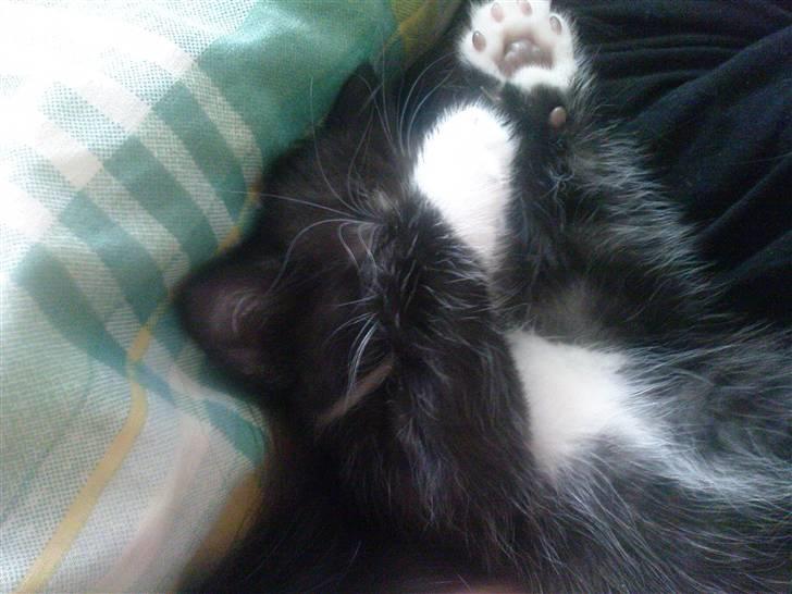 Huskat Max (Nyt hjem) billede 8