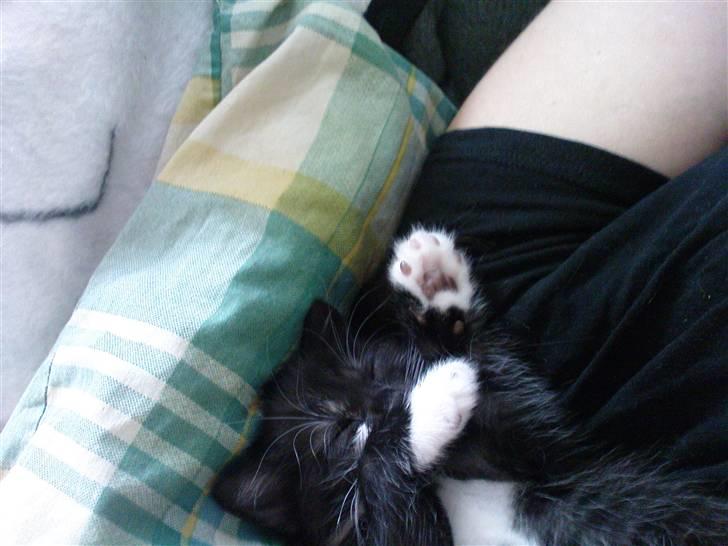 Huskat Max (Nyt hjem) billede 9