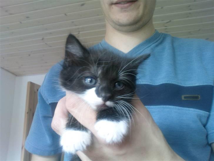 Huskat Max (Nyt hjem) billede 10