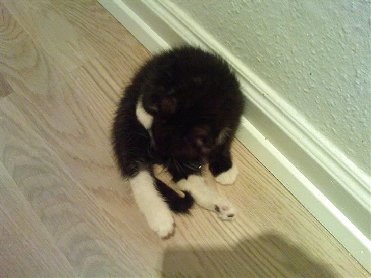 Huskat Max (Nyt hjem) billede 11