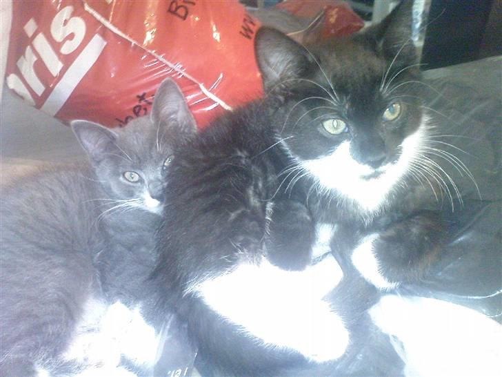 Huskat Max (Nyt hjem) billede 12