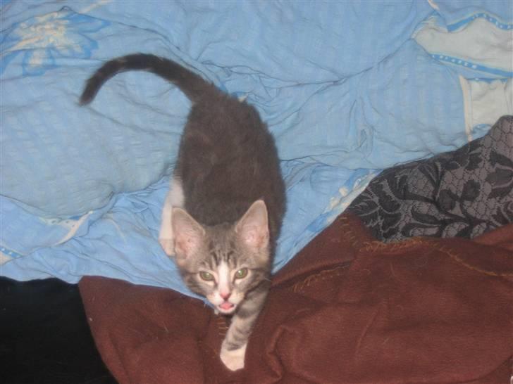 Huskat Lille fis billede 13