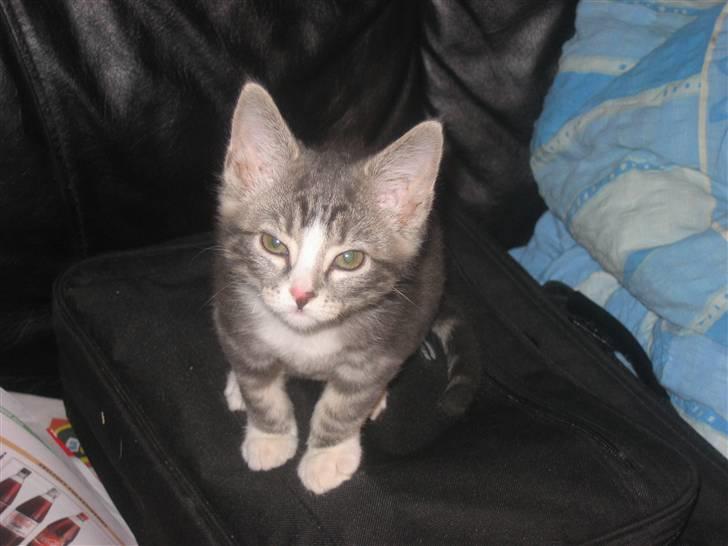 Huskat Lille fis billede 14