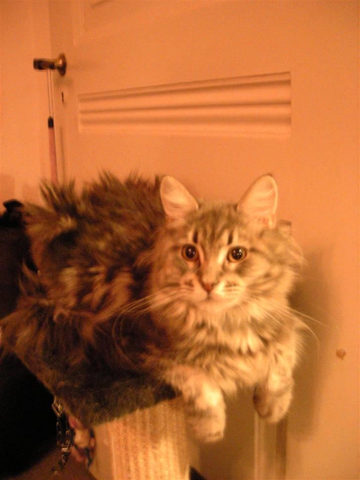 Maine Coon DK Maine entrances Nemo billede 17