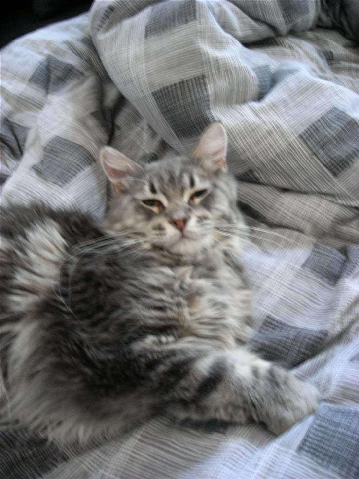 Maine Coon DK Maine entrances Nemo billede 18