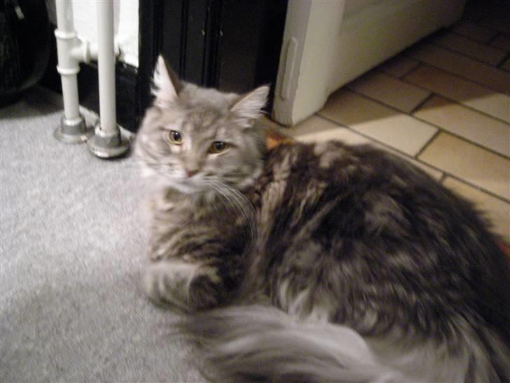 Maine Coon DK Maine entrances Nemo billede 19