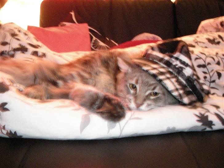 Maine Coon DK Maine entrances Nemo billede 20