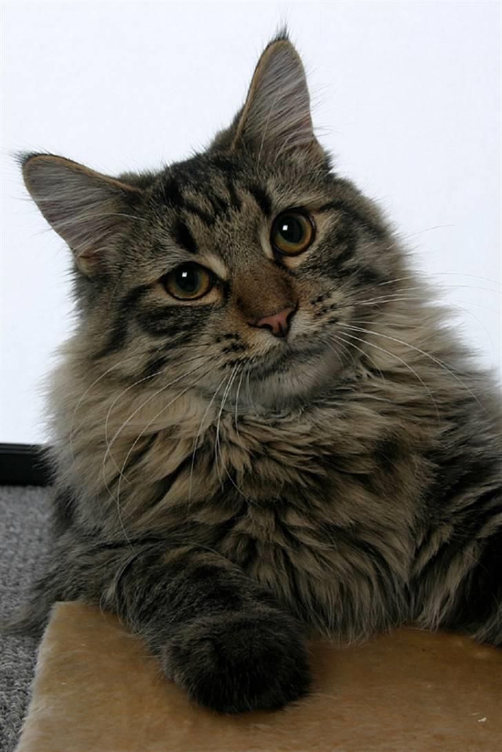 Norsk Skovkat Felix billede 15